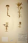 Cynanchum praecox