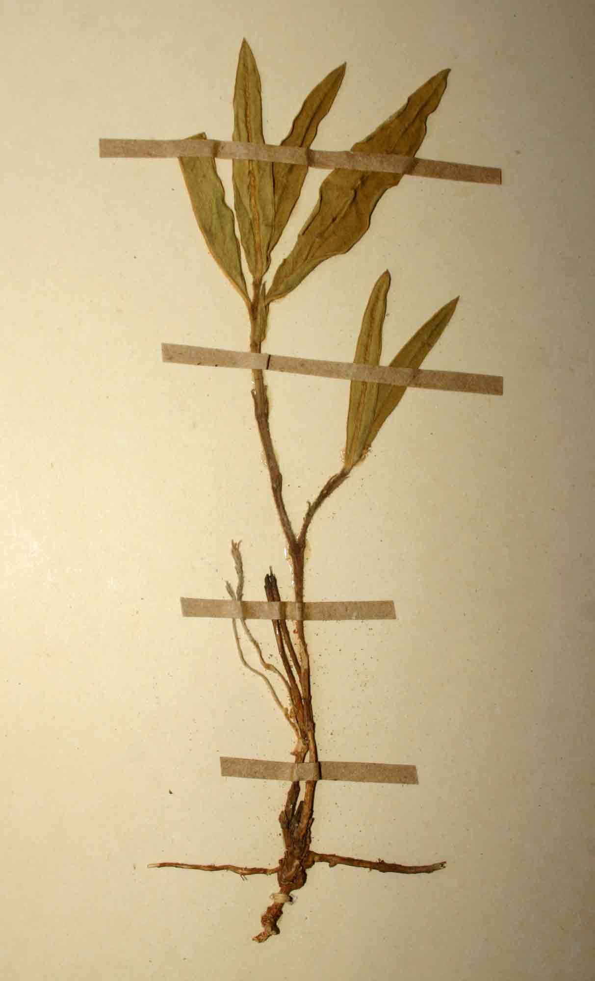 Cynanchum praecox