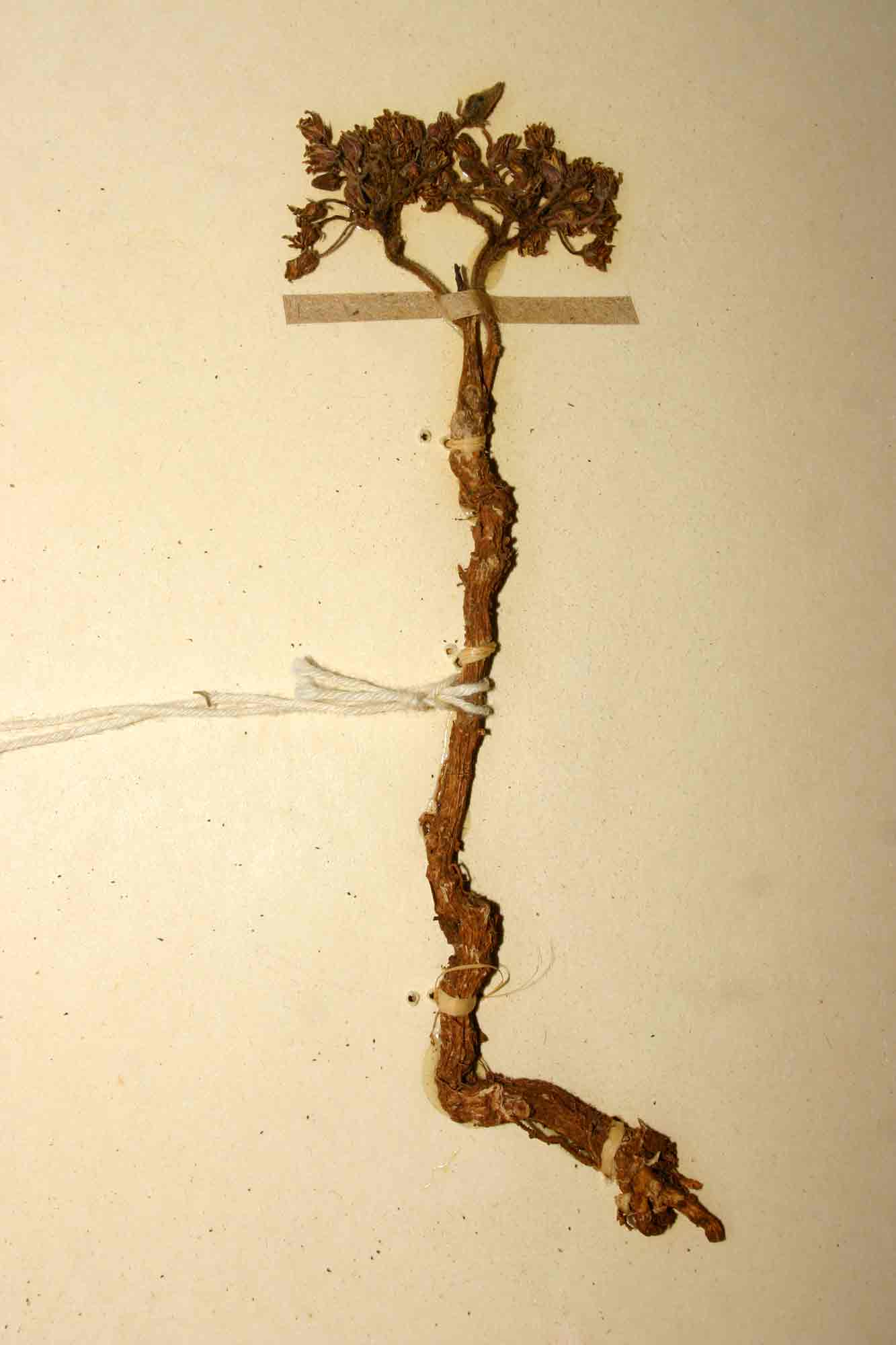 Cynanchum praecox