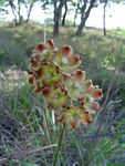 Glossostelma carsonii