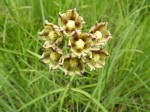 Glossostelma carsonii