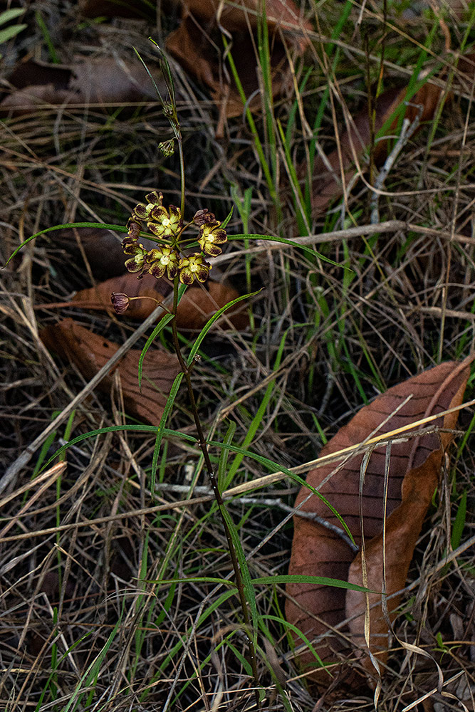 Glossostelma carsonii