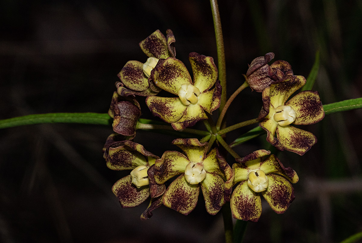 Glossostelma carsonii
