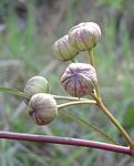 Glossostelma carsonii