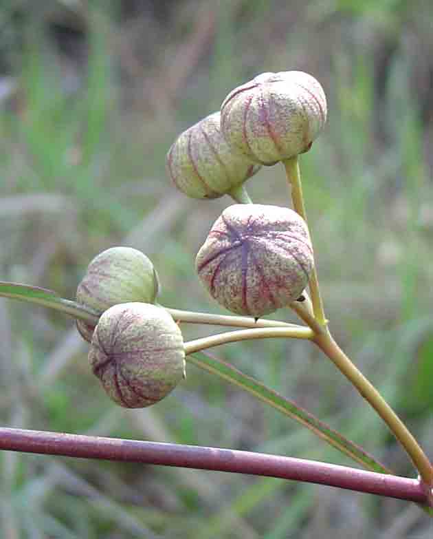 Glossostelma carsonii