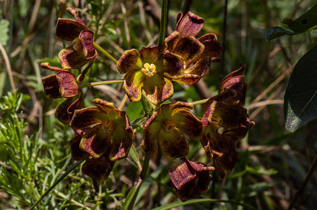 Glossostelma carsonii