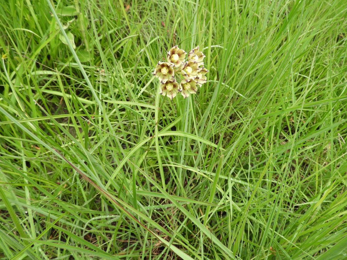 Glossostelma carsonii