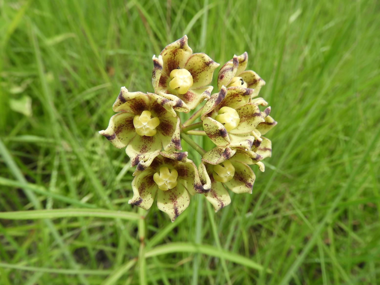 Glossostelma carsonii