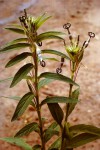 Ceropegia abyssinica