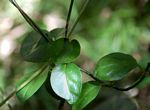 Ceropegia nilotica