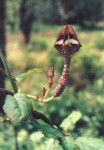 Ceropegia nilotica
