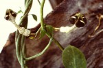 Ceropegia nilotica