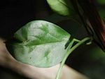 Ceropegia nilotica