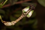 Ceropegia nilotica