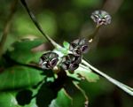 Ceropegia nilotica