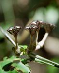 Ceropegia nilotica