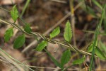 Ceropegia nilotica