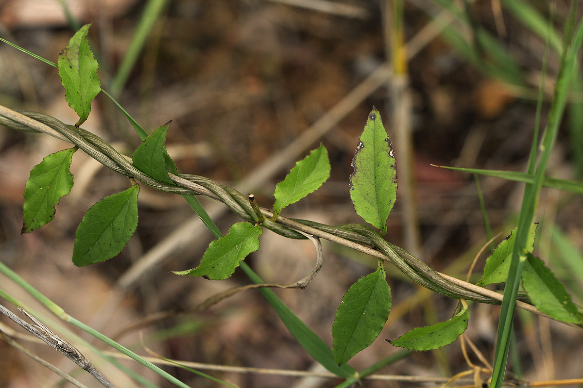 Ceropegia nilotica