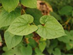 Riocreuxia polyantha