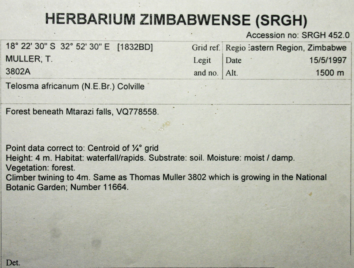 Telosma africana