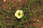 Xenostegia tridentata subsp. angustifolia
