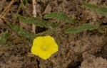 Xenostegia tridentata subsp. angustifolia