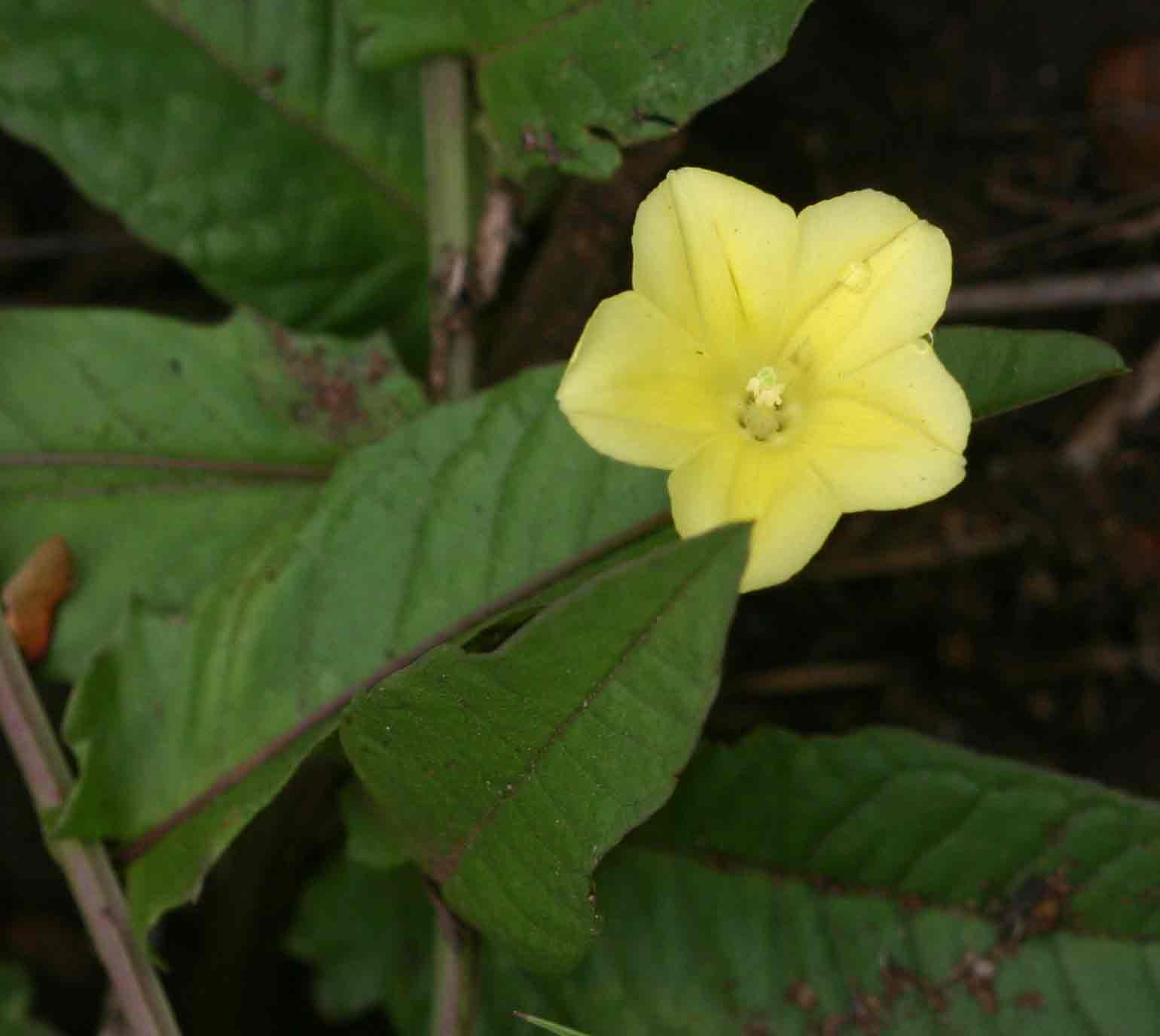 Xenostegia tridentata subsp. angustifolia
