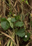 Lepistemon owariense