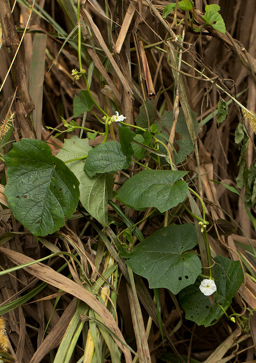 Lepistemon owariense