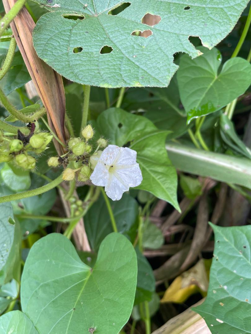 Lepistemon owariensis