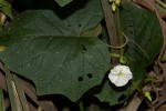 Lepistemon owariense