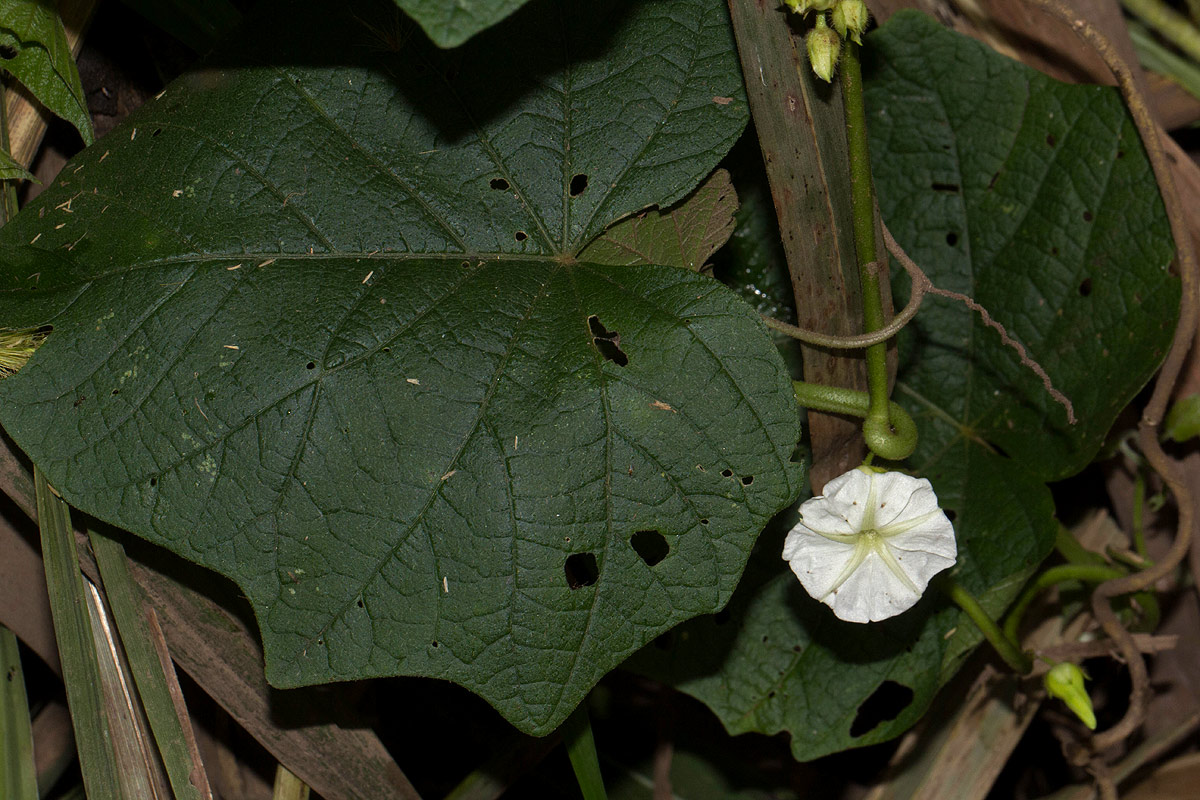 Lepistemon owariense
