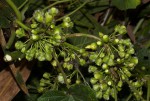Lepistemon owariense