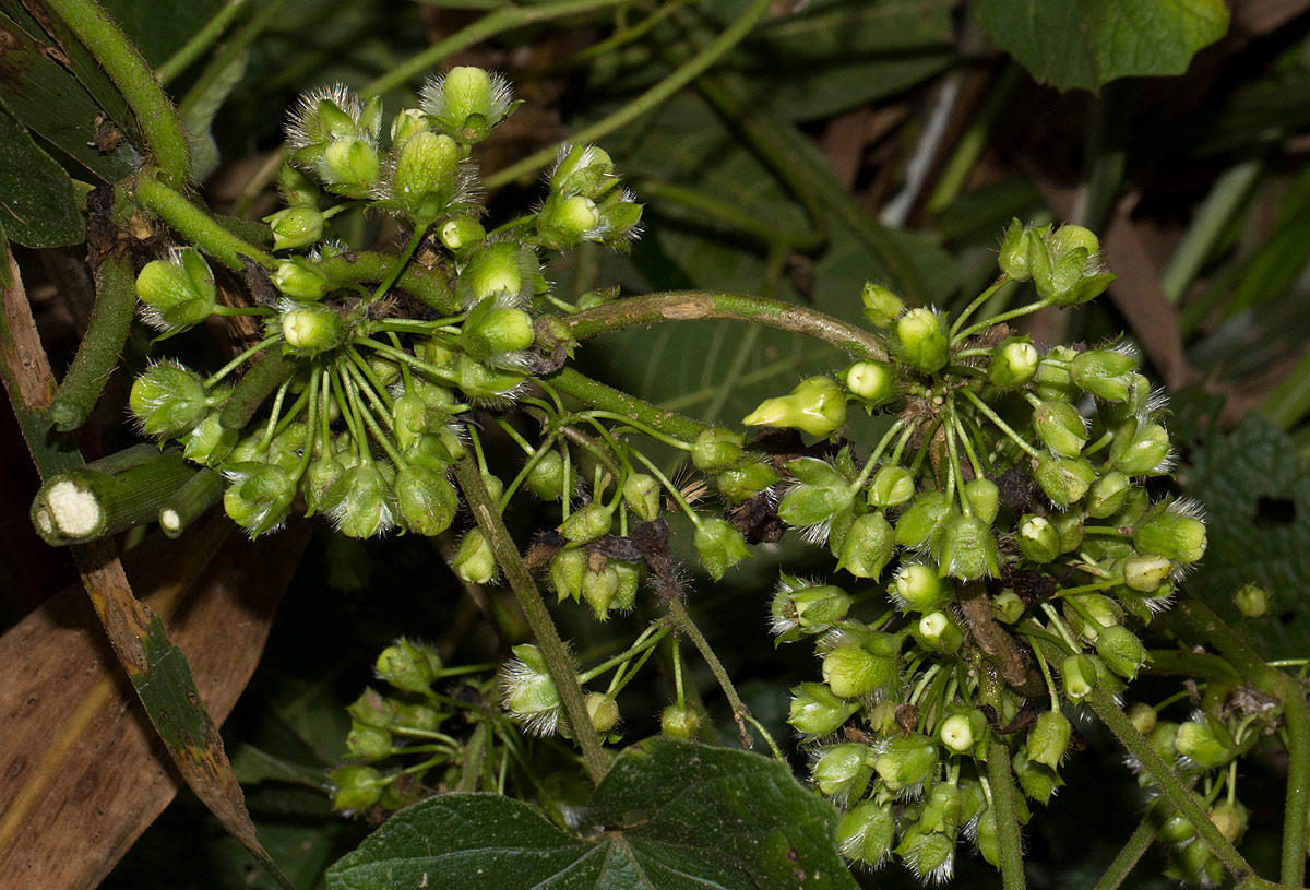 Lepistemon owariense