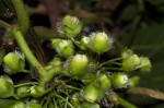 Lepistemon owariense