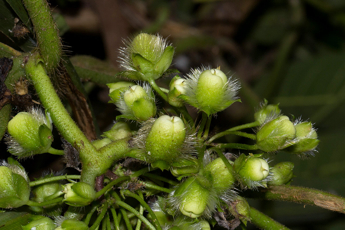 Lepistemon owariense