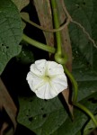 Lepistemon owariense