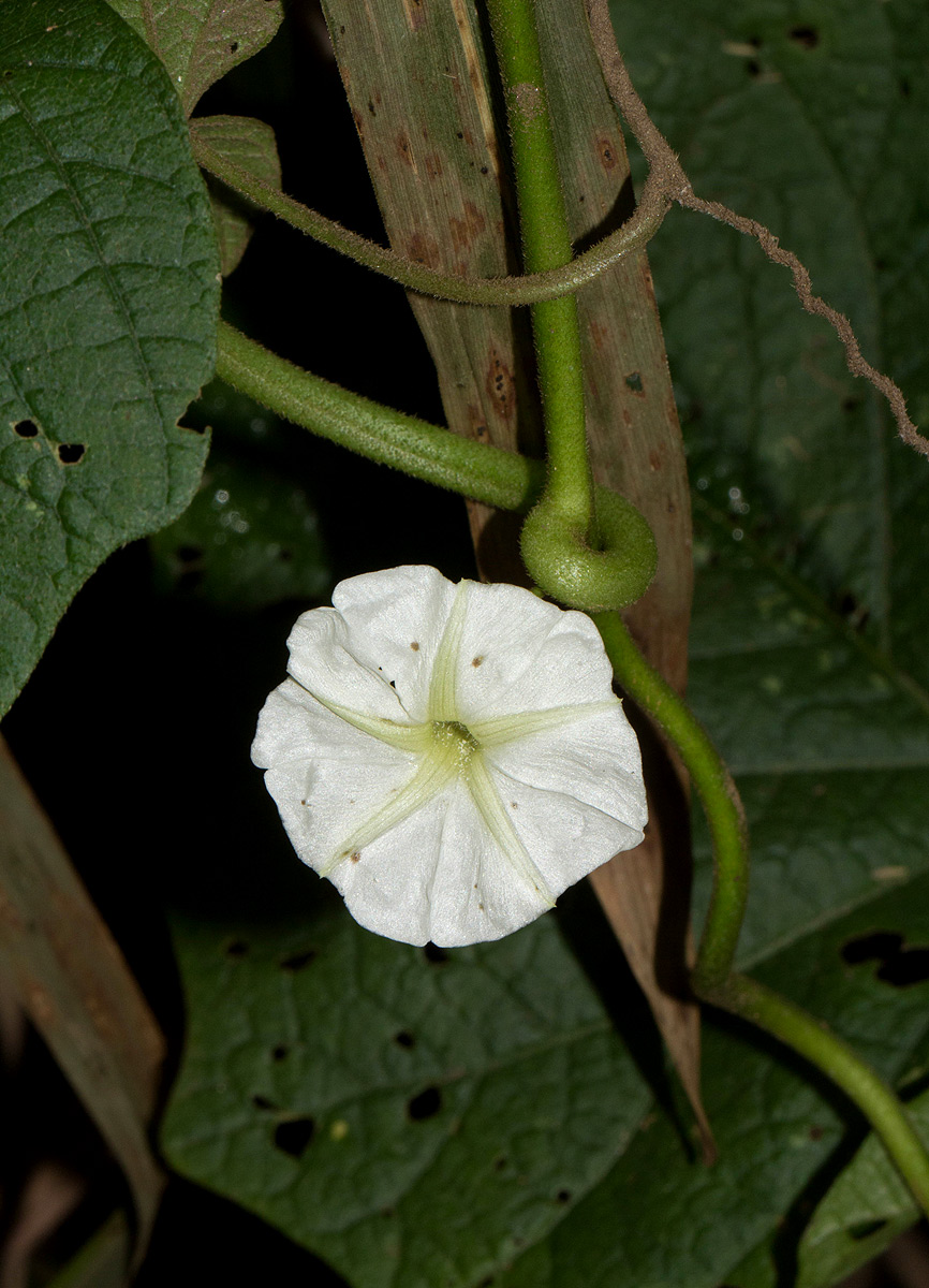 Lepistemon owariense