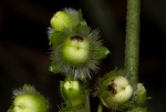 Lepistemon owariense