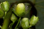 Lepistemon owariense