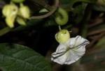 Lepistemon owariense