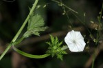 Ipomoea coptica var. coptica