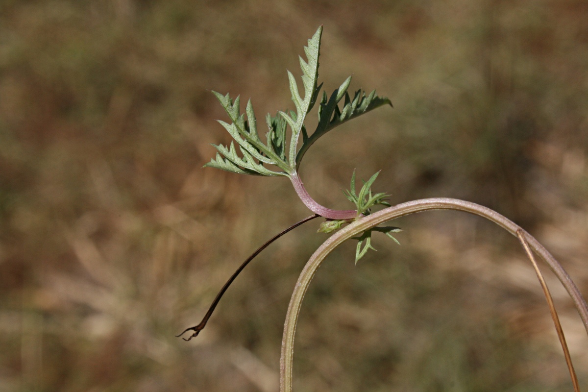 Ipomoea coptica var. coptica