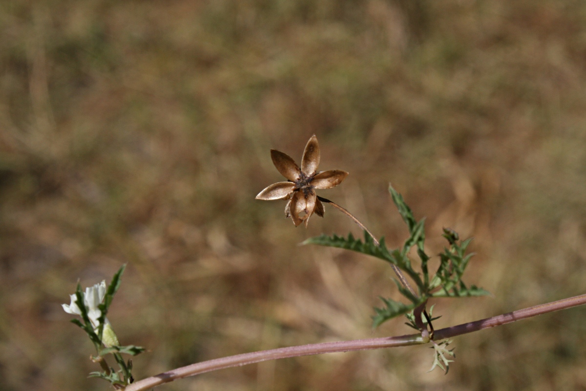 Ipomoea coptica var. coptica