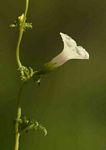 Ipomoea coptica var. coptica