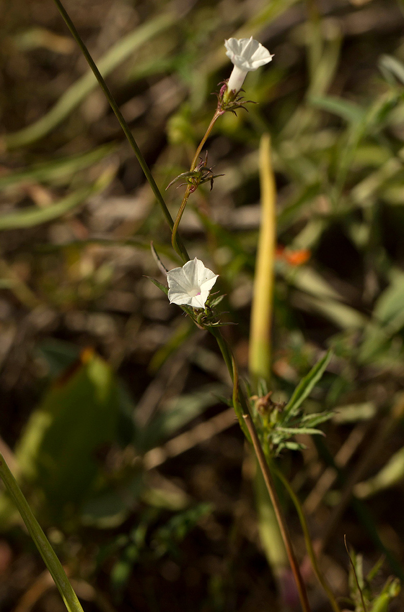 Ipomoea coptica var. coptica