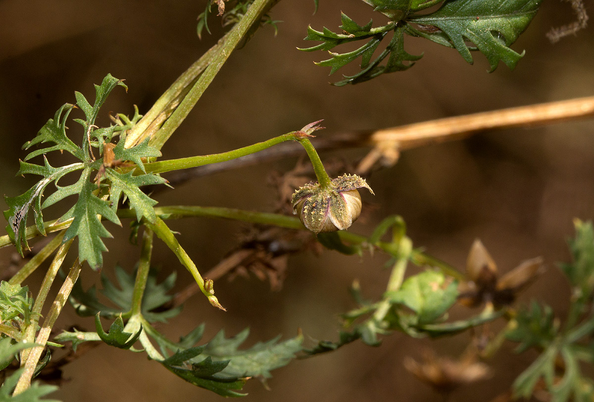 Ipomoea coptica var. coptica