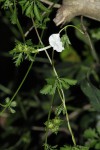 Ipomoea coptica var. coptica