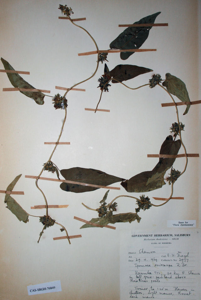 Ipomoea eriocarpa
