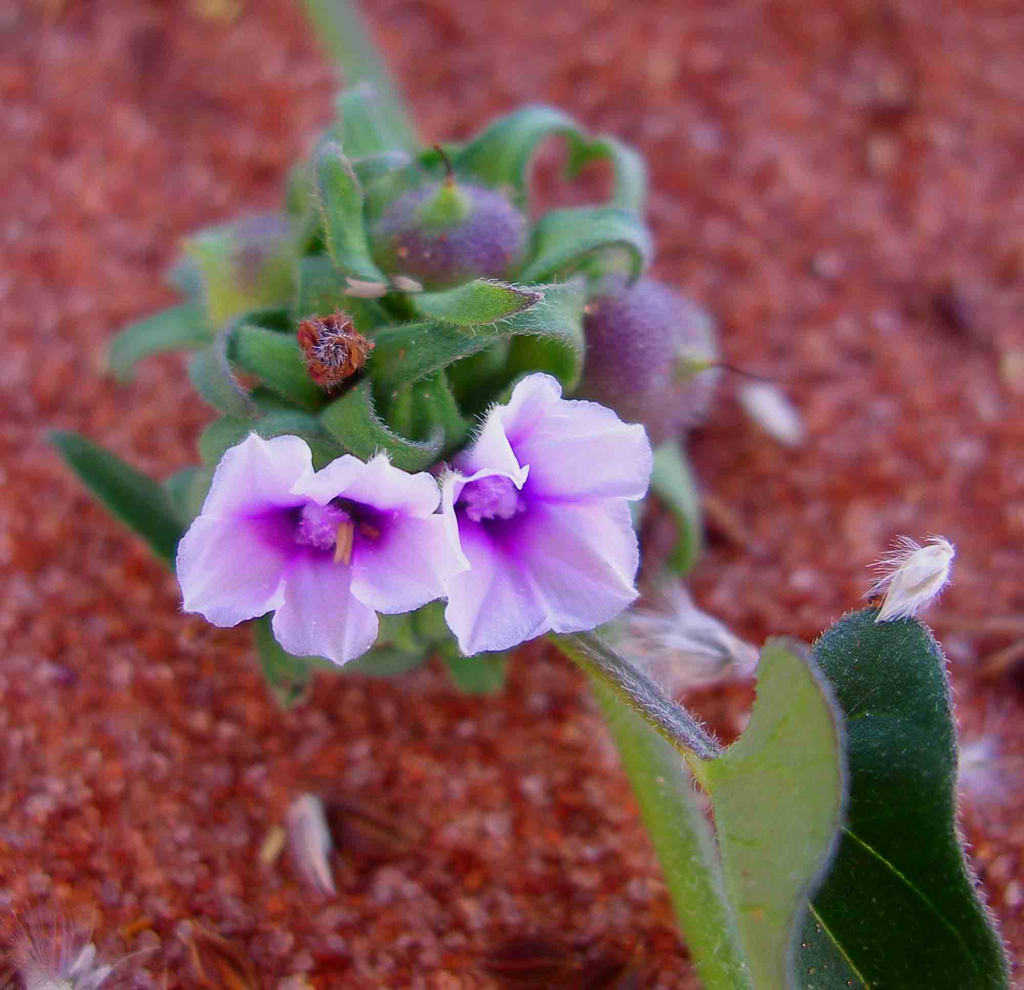 Ipomoea eriocarpa